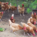 Masa Tiba – Tiba Pulang Kampung terus Ternak Ayam ?