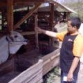 Antara aku dan sapi..