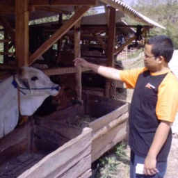 Antara aku dan sapi..